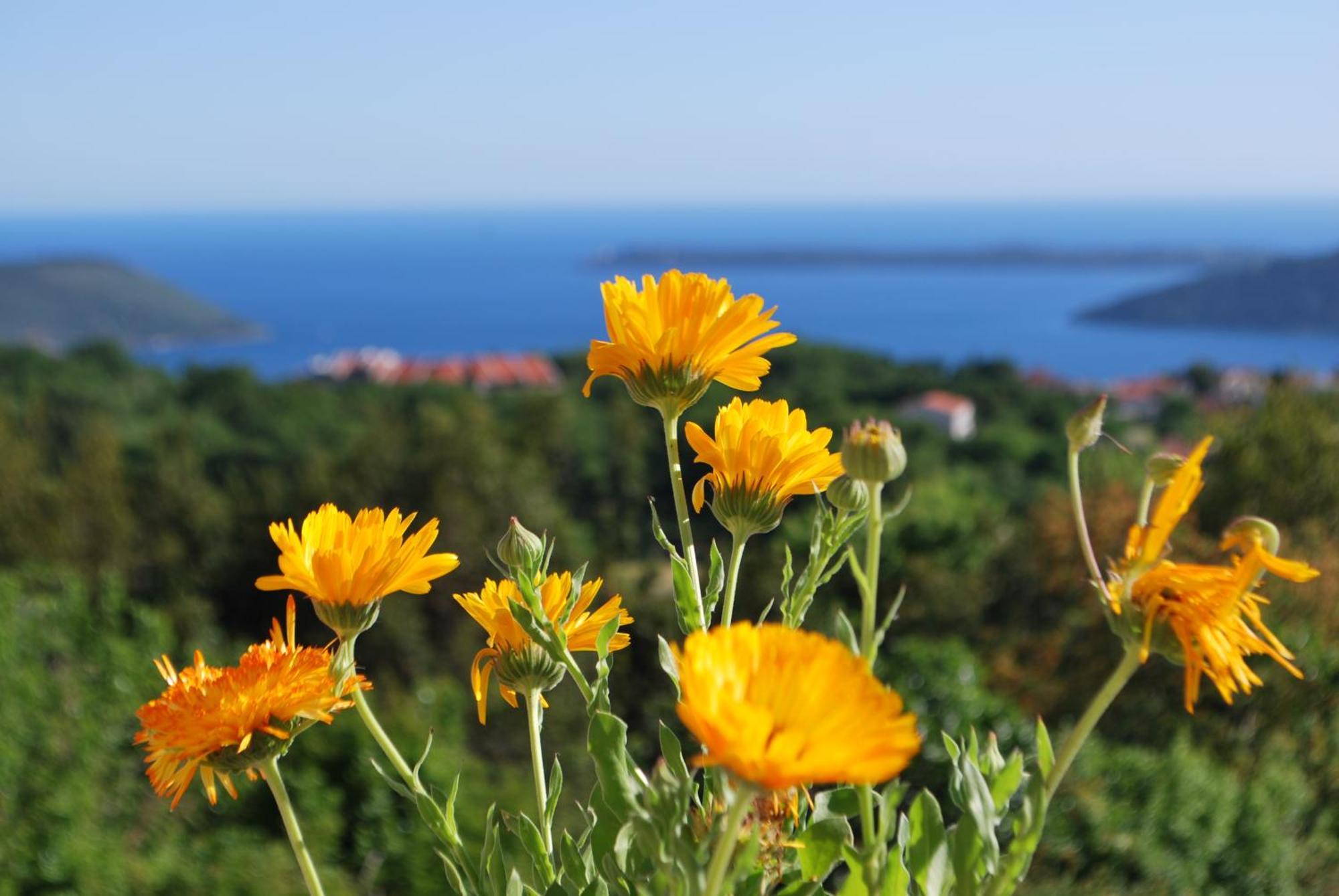 Vila Bella Vista Herceg Novi Luaran gambar